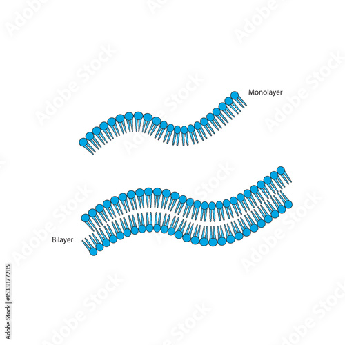 Diagram of phospholipid structures - Monolayer and bilayer - non polar tails and polar heads. Simple scientific vector illustration.