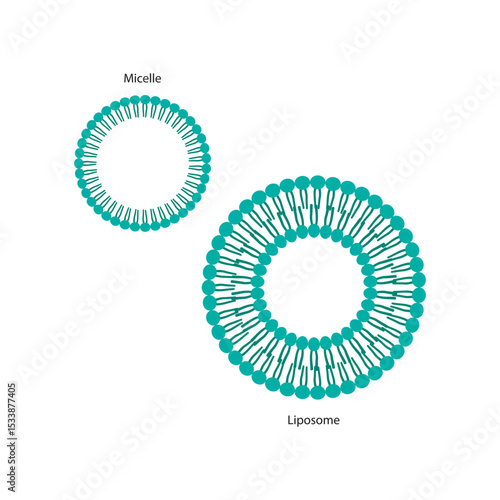 Diagram of phospholipid structures - Liposome and micelle - non polar tails and polar heads. Simple scientific vector illustration.