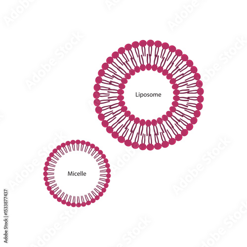 Diagram of phospholipid structures - Liposome and micelle - non polar tails and polar heads. Simple scientific vector illustration.
