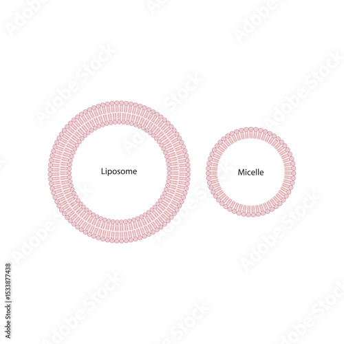 Diagram of phospholipid structures - Liposome and micelle - non polar tails and polar heads. Simple scientific vector illustration.