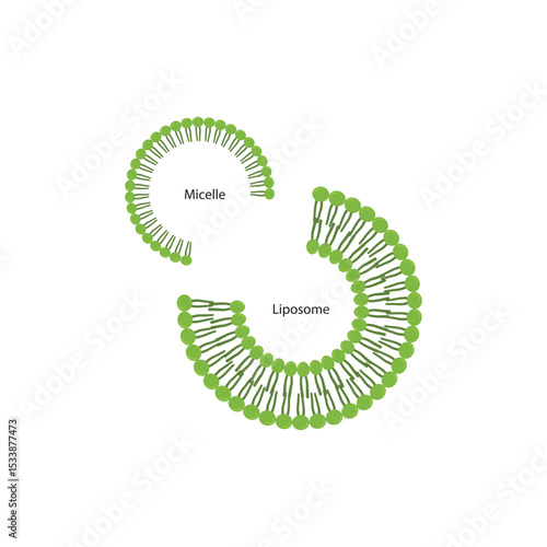 Diagram of phospholipid structures - Liposome and micelle - non polar tails and polar heads. Simple scientific vector illustration.