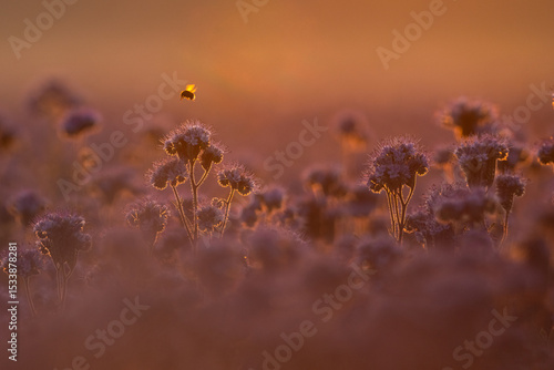 Abeille dans le champ des fleurs 