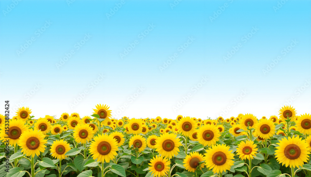 Fototapeta premium Field of sunflowers under blue sky with clear horizon 