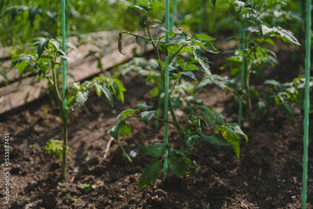 Obraz premium Growing homemade tomatoes in the country. Tomato seedlings.