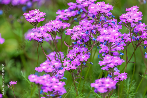 Verbena canadensis (syn. Glandularia canadensis), commonly known as rose mock vervain, rose verbena, clump verbena or rose vervain is a perennial herbaceous flowering plant in the verbena family. 