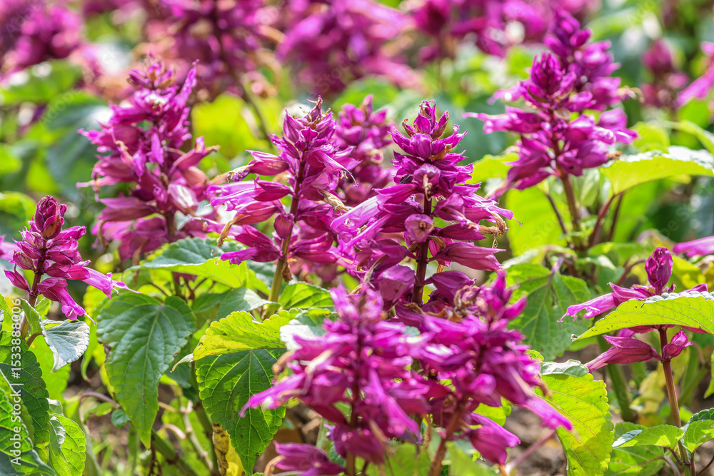 Obraz premium Salvia splendens, the scarlet sage,[1] is a tender herbaceous perennial plant