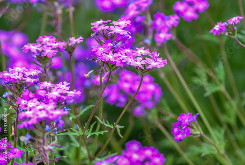 Verbena canadensis (syn. Glandularia canadensis), commonly known as rose mock vervain, rose verbena, clump verbena or rose vervain is a perennial herbaceous flowering plant in the verbena family.
