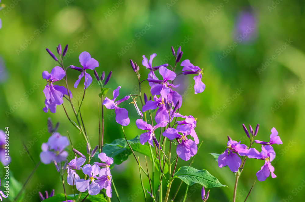 Naklejka premium Hesperis matronalis is an herbaceous flowering plant species in the family Brassicaceae. common names including dame's rocket, damask-violet, dame's-violet, dames-wort, dame's gilliflower.