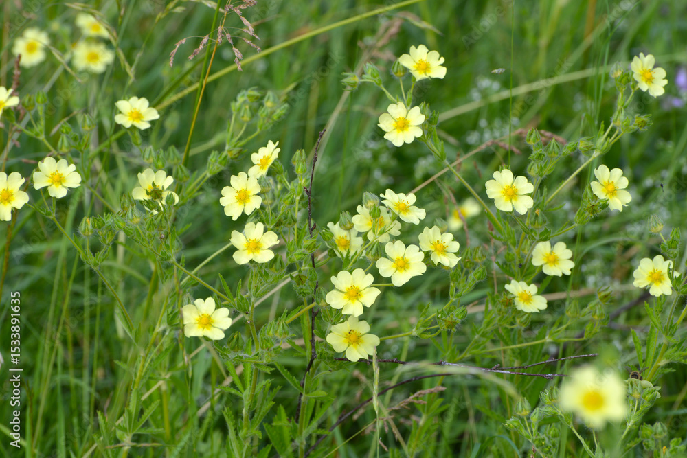 Fototapeta premium Fingerkraut, Hohe Fingerkraut, Potentilla recta