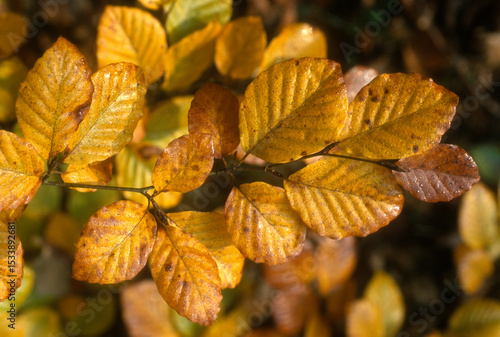 Photography Hetre, fagus silvatca