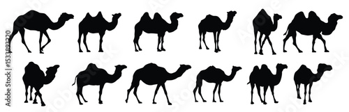 Camel Silhouette Clipart Bundle, Camels Vector Black Silhouettes Set
