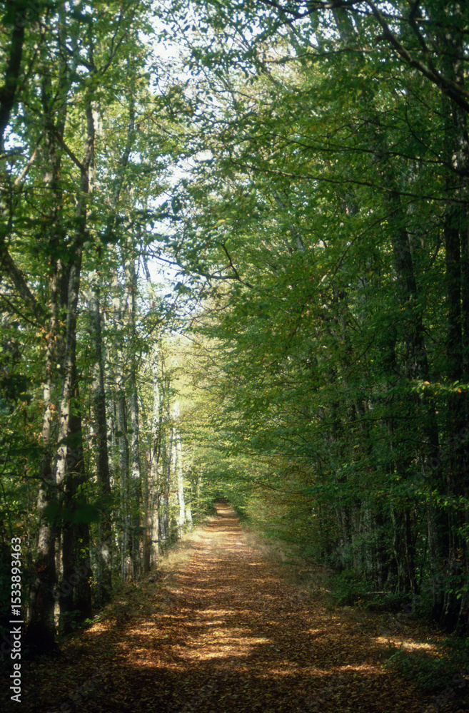 Fototapeta premium Hetre, fagus silvatca, Foret, Prunoy, 89120, Charny Orée de Puisaye, Yonne, France