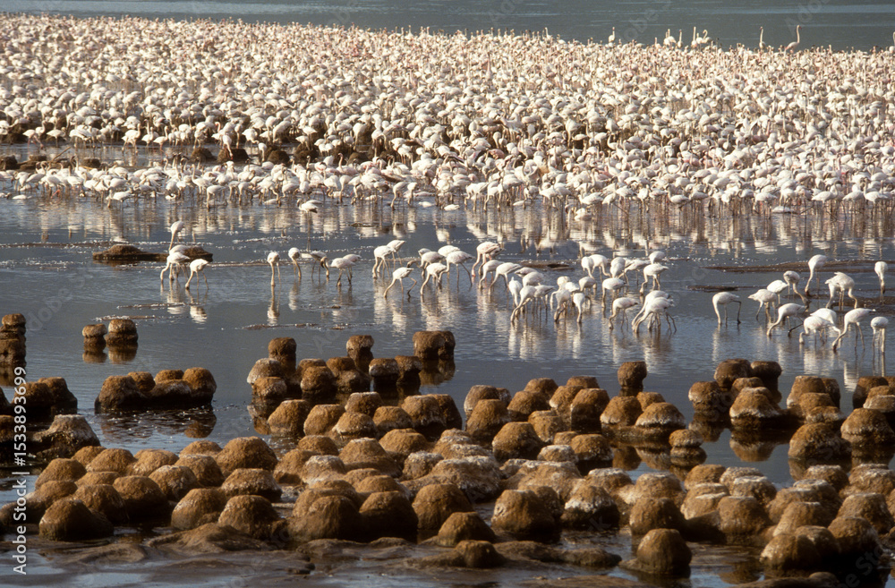 Naklejka premium Flamant nain, phoenicopterus minor, Lesser Flamingo, colonie, nids, parc national du lac Bogoria, Kenya