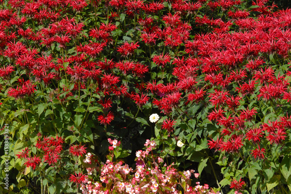 Fototapeta premium Indianernessel, Monarda Fistulosa-Hybride, Bee Happy
