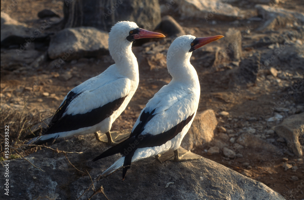Fou masqué,
Sula dactylatra, Masked Booby, Archipel des Galapagos, Equateur Fou masqué,
Sula dactylatra, Masked Booby, Archipel des Galapagos, Equateur