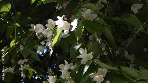 White Jasmine flowers. Flowering bush. Month of June.