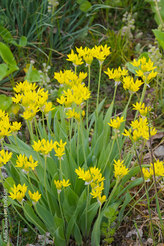 Gold-Lauch,  Allium moly