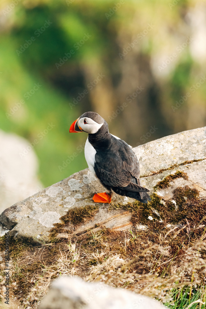Fototapeta premium Puffins on the Coast