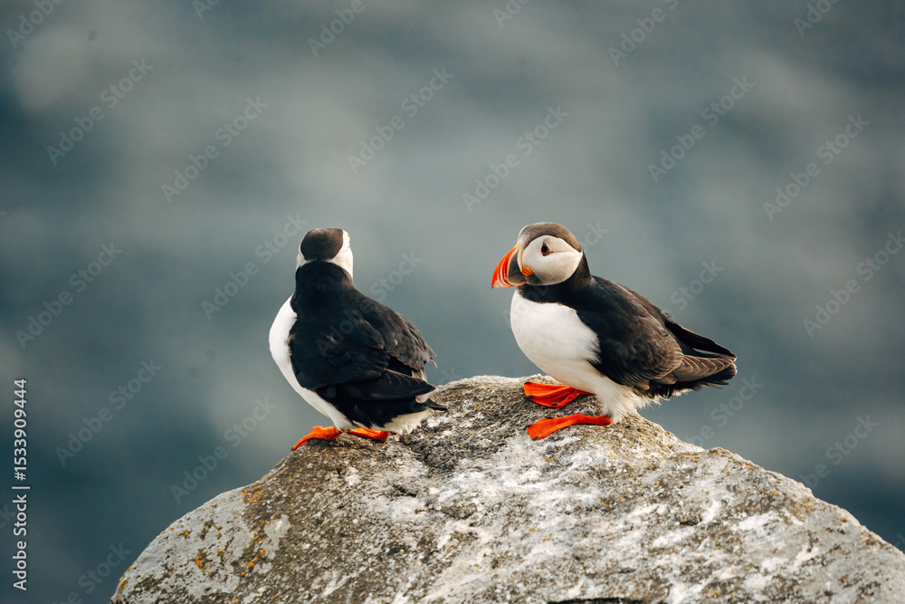 Fototapeta premium Puffins on the Coast