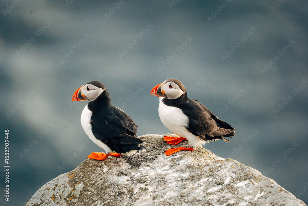 Fototapeta premium Puffins on the Coast