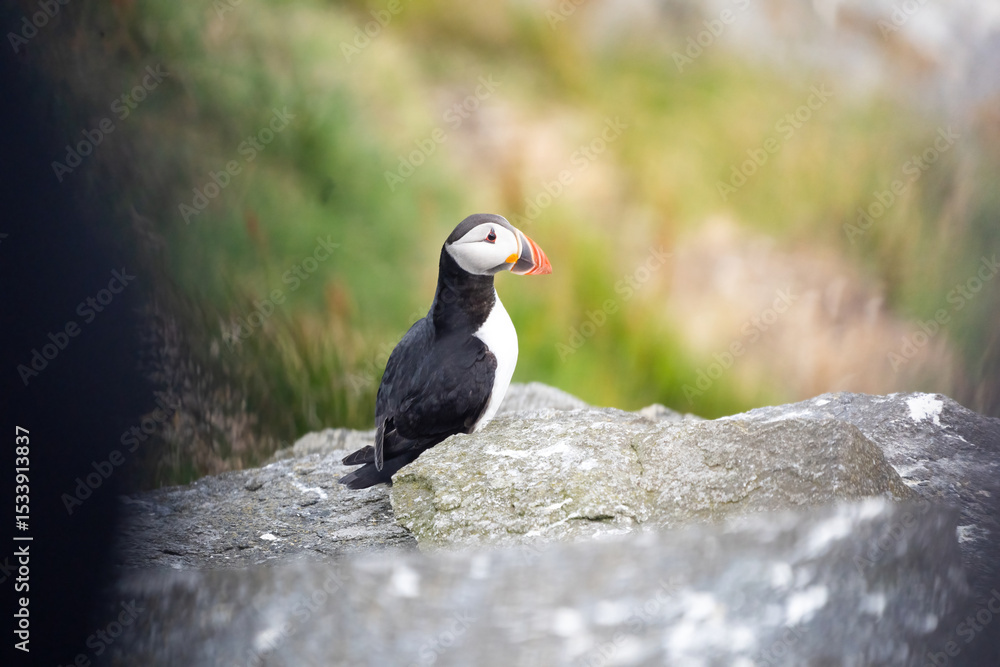 Fototapeta premium Puffins on the Coast