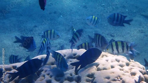 Mass spawning of marine fish with common name Sergeant major (Abudefduf saxatilis), belongs to the family Pomacentridae, Red Sea