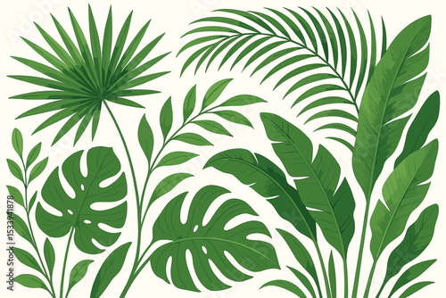 Set of green tropical leaves. Fan palm, monstera deliciosa, banana plant foliage. Exotic jungle botanical vector illustration. Summer nature background elements isolated on white.