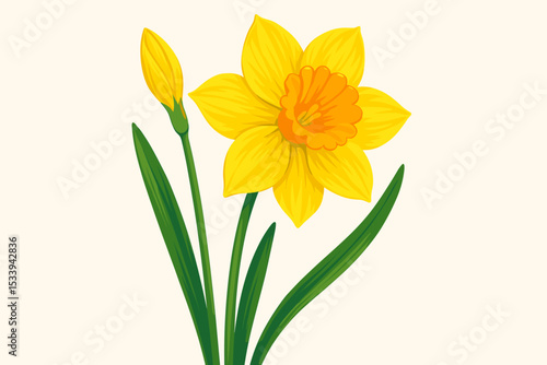Yellow daffodil flower and bud vector illustration isolated on a white background. Botanical drawing of a Narcissus plant. Spring floral element for greeting cards or garden theme.