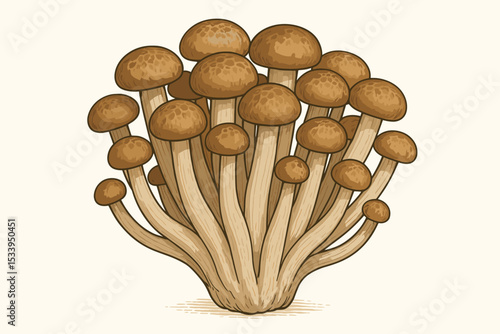 Shimeji mushrooms illustration. Bunch of fresh edible Buna shimeji, brown beech mushrooms. Vintage botanical drawing style for cooking, culinary and food concepts. Isolated vector.