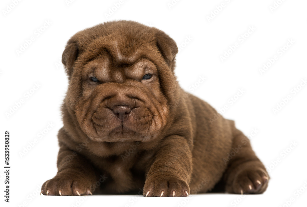 Fototapeta premium Shar Pei puppy lying down, isolated on white