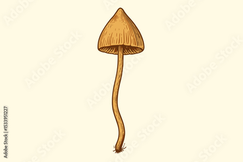 Psilocybe semilanceata liberty cap magic mushroom. Vintage scientific botanical illustration. Psychedelic fungus hand-drawn sketch. Hallucinogenic natural psychoactive art.