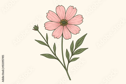 Delicate pink cosmos wildflower illustration. Hand-drawn botanical vector element. Elegant floral bloom with stem and leaves. Vintage style line art drawing isolated on background.