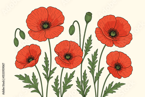Hand drawn red poppy flower collection. Vintage botanical illustration set with blooming poppies, buds, seed pods and leaves. Retro wildflower vector art for summer floral design.