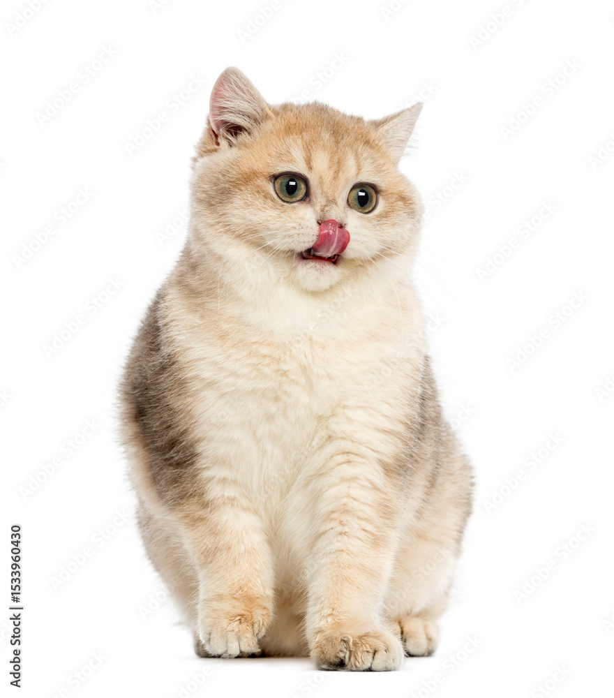 Obraz premium British shorthair sitting, licking its lips, isolated on white