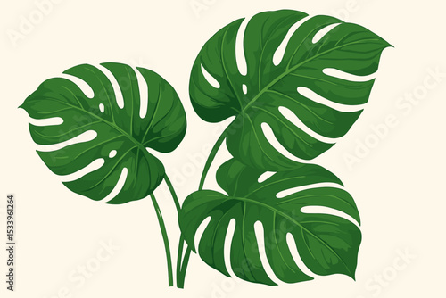 Monstera deliciosa leaf vector illustration. Tropical jungle plant, Swiss cheese plant isolated. Exotic botanical foliage for summer design, eco decor, natural background concept.