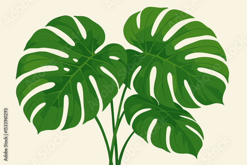 Monstera deliciosa plant illustration. Tropical Swiss cheese plant with large green leaves isolated on background. Vector art for botanical, nature, and jungle design themes. Fresh foliage.