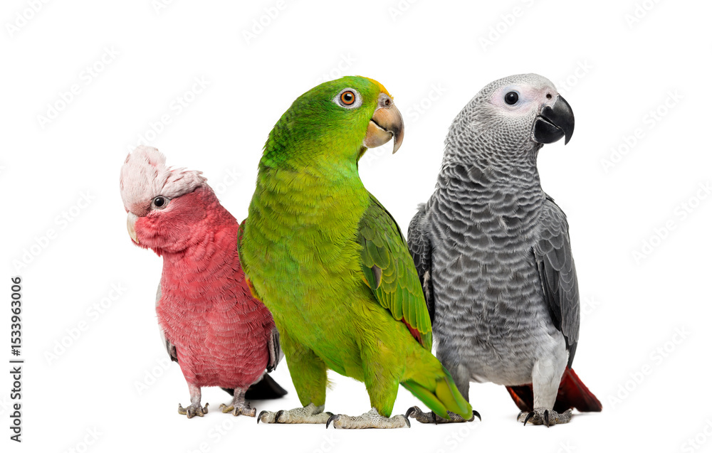 Obraz premium Group of parrots