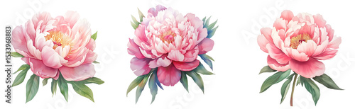 Collection of various pink flowers, watercolor flower clipart isolated on transparent background