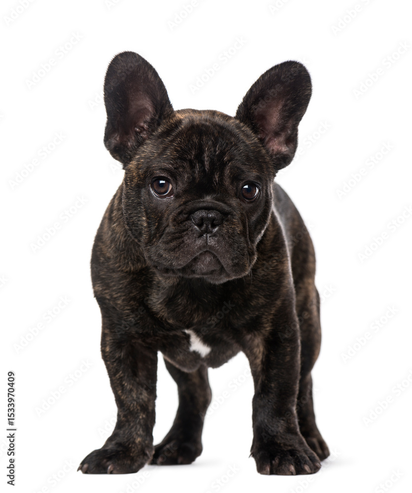 Fototapeta premium French Bulldog puppy (3 months old)