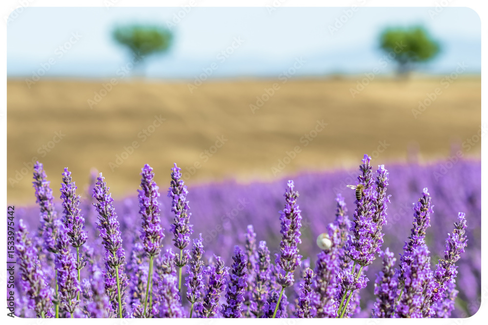 Obraz premium Lavande et blé à Valensole en Provence 