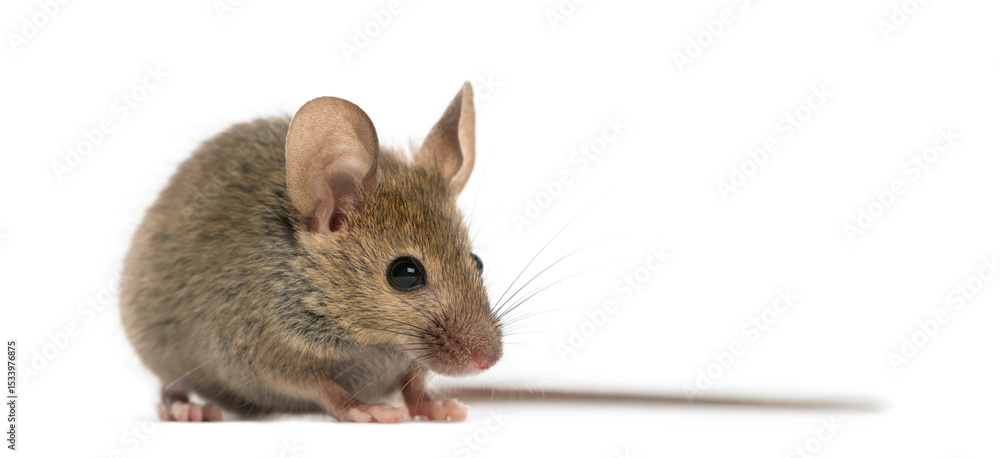 Obraz premium Wood mouse in front of a white background