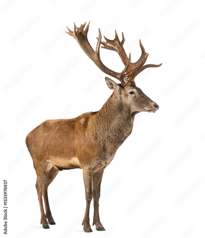 Fototapeta premium Red deer stag in front of a white background