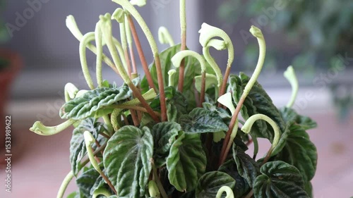 Peperomia caperata, the emerald ripple peperomia, is a species of flowering plant in the family Piperaceae, native to Brazil.
