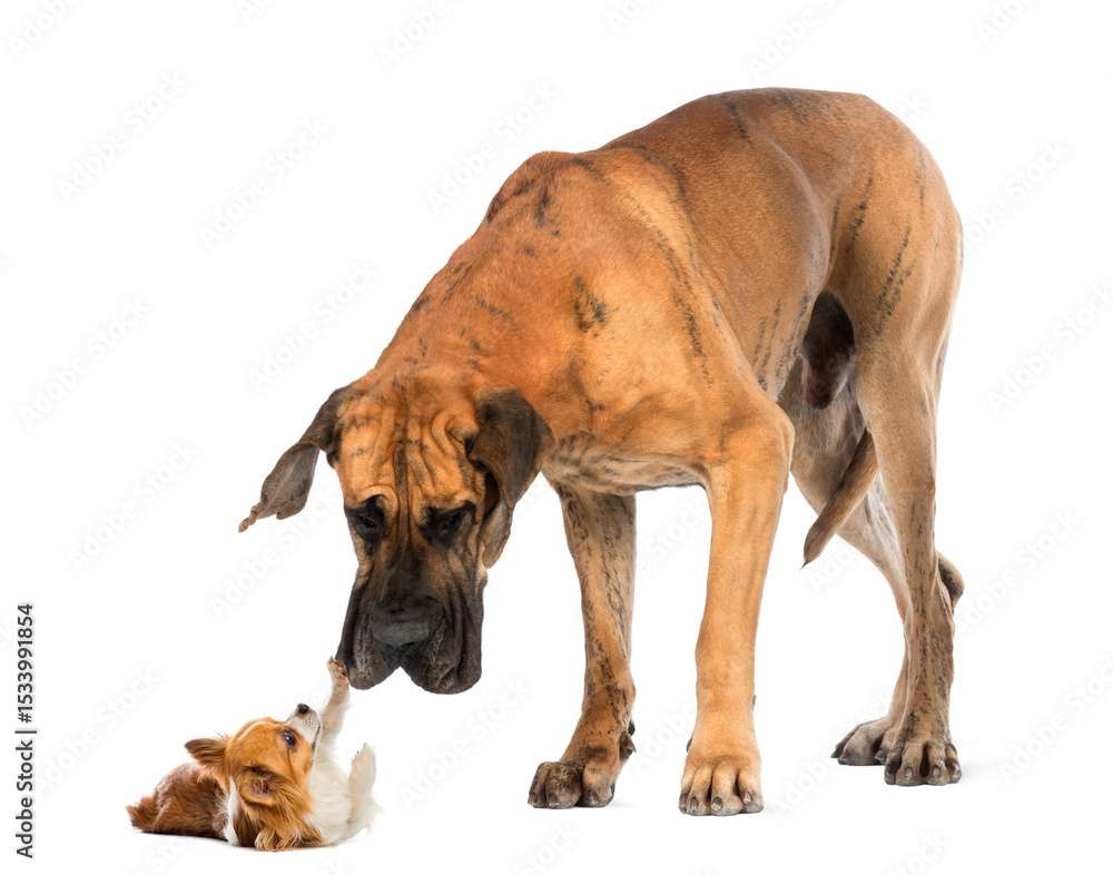 Obraz premium Great dane looking at a Chihuahua in front of a white background