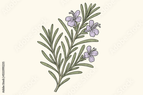Rosemary sprig with flowers hand drawn botanical vector illustration. Realistic herb drawing in vintage engraving style. Aromatic culinary and medicinal plant with leaves.