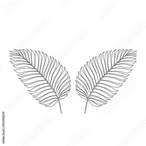 Coconut Leaf line art vector design. Coconut Leaf outline illustration design.
