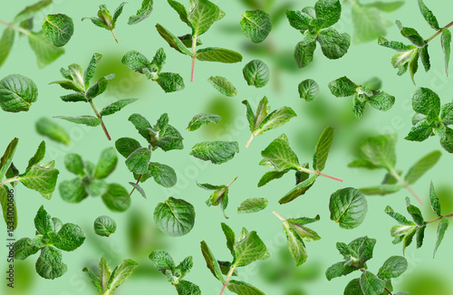 Creative background with mint. Pattern from flying green fresh mint, peppermint, lemon balm, melissa leaves isolated on green background. Cut out leaves for design. Plant for medicine, cosmetics, tea