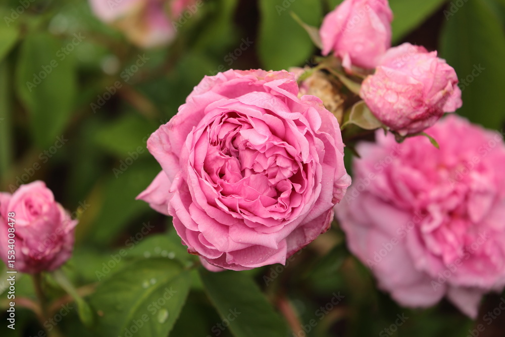 Nahaufnahme einer Rosa Blüte von einer Rose Nahaufnahme einer Rosa Blüte von einer Rose