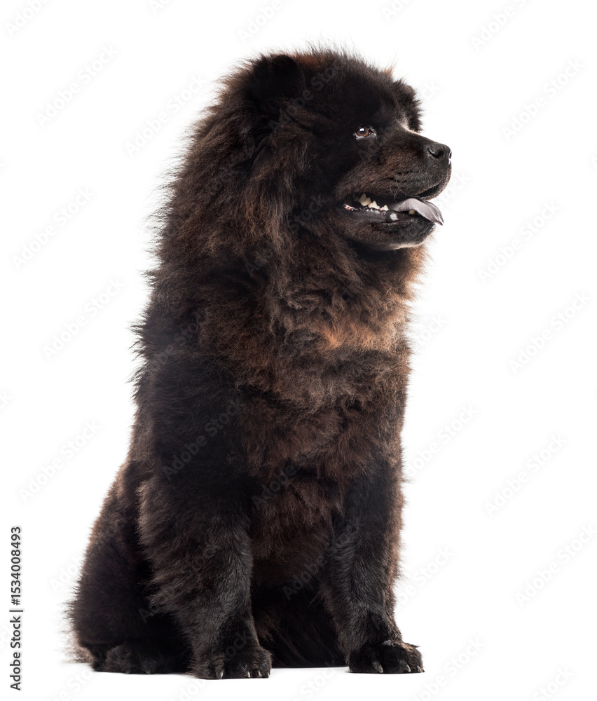 Fototapeta premium Chow chwo sitting in front of a white background