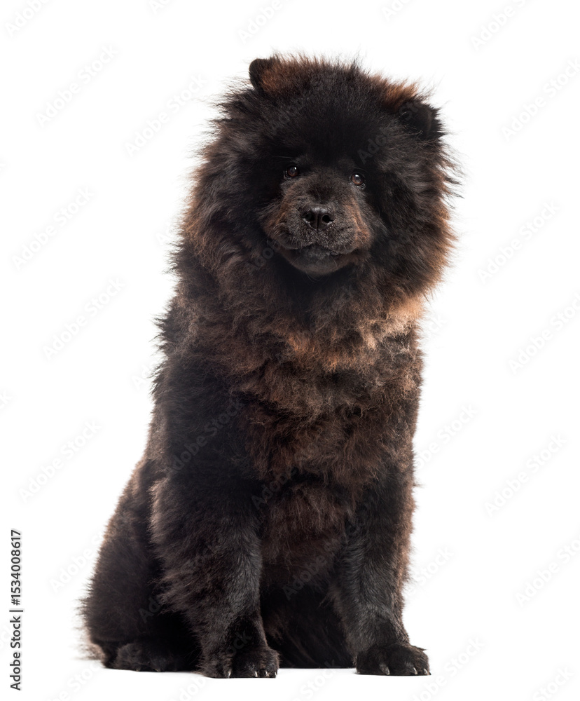 Fototapeta premium Chow chwo sitting in front of a white background